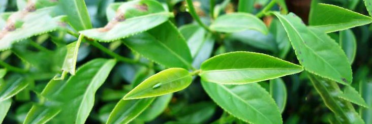 The bug in "bug bitten" tea