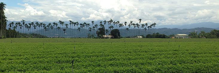 Tea fields in the foothills of Nantou County