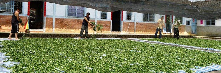 What is Artisan About Artisan Tea