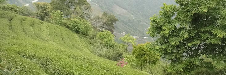 High mountain tea