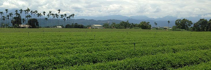 Tea fields