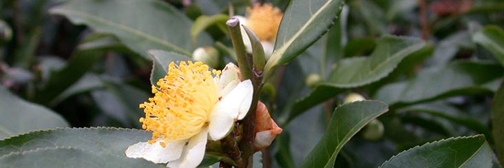 Tea plant flower