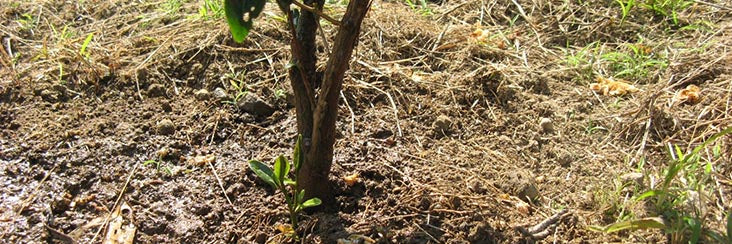 Many factors, including seasonal variations, affect the taste of tea