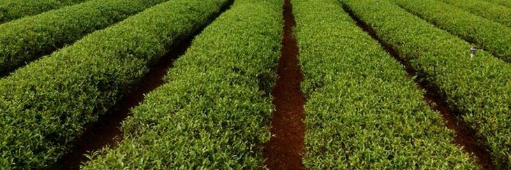 Tsui Yu Jade Oolong (台茶13號) that will be harvested in a few weeks