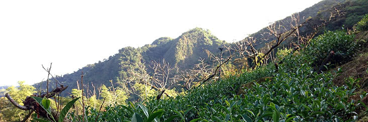 Back to the farm: A historical event in the heart of oolong country