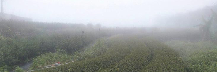 Spring rains finally arrive in Taiwan oolong tea country