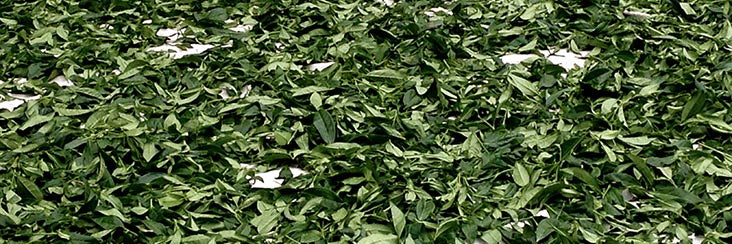 Smaller Spring Tea Harvest in Taiwan Due to Less Rain