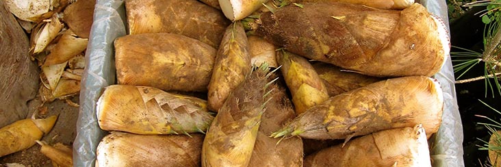 Before tea, bamboo was the primary crop in Taiwanese Oolong tea country