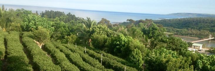 屏東縣港口茶 Pingtung Port Tea Fields