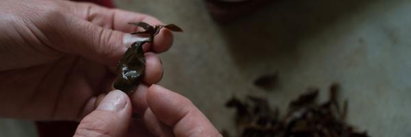 Examining a leave of Taiwanese Black Tea