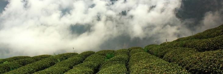 Recollections Of Typhoon Tea