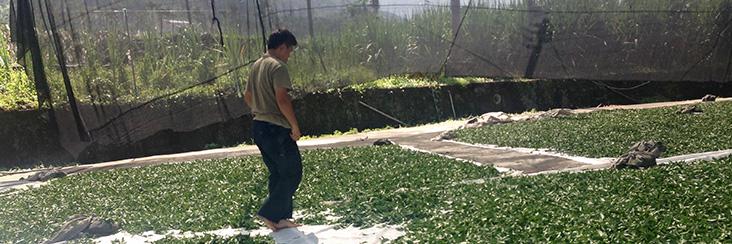 Mr. Ye process his tea in the Alishan Mountain Oolong Tea area