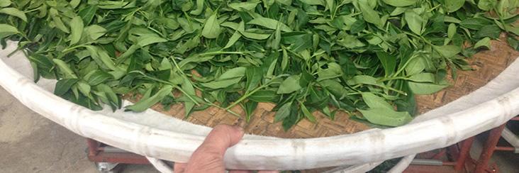 Processing the winter tea harvest