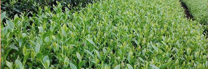 High-mountain tea leaves awaiting to be picked