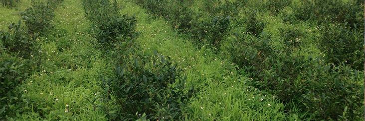 Organically grown tea trees, source of this month's Eco-Cha Tea Club Wuyi Oolong tea