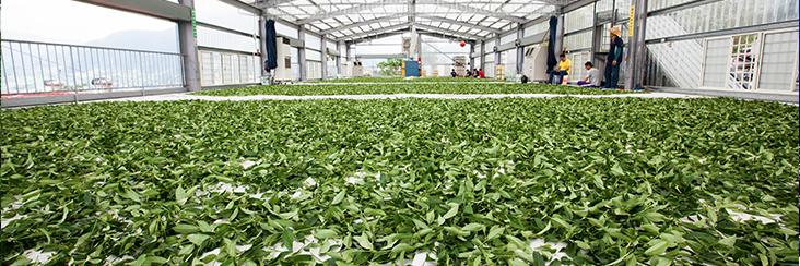 Freshly picked tea leavings undergoing solar withering, the first stage of many in the processing of traditional Oolong tea