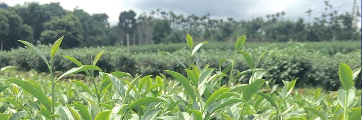 Tea leaves awaiting the summer harvest