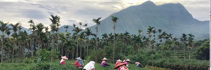 Harvesting tea in Nantou county in central Taiwan