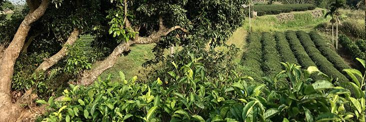 The farm where we get a specially made organic heavy roasted Oolong tea