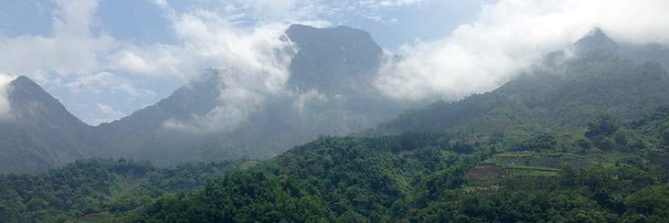 Tea gardens at the foot of Alishan in central Taiwan