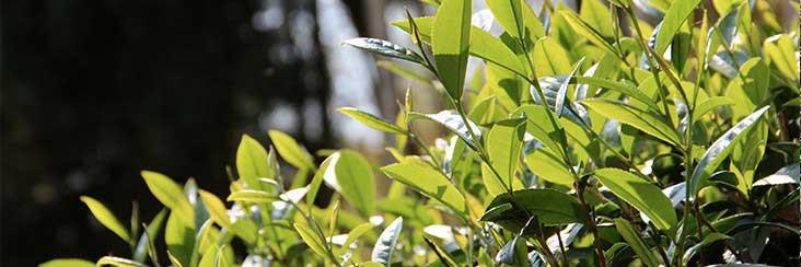 Tea leaves ready for the spring tea harvest