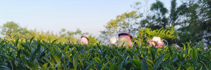 Alishan High Mountain Oolong harvesting
