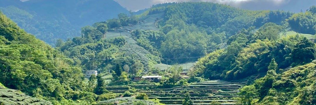 Award Winning Alishan Jin Xuan Oolong Tea : Eco-Cha Tea Club