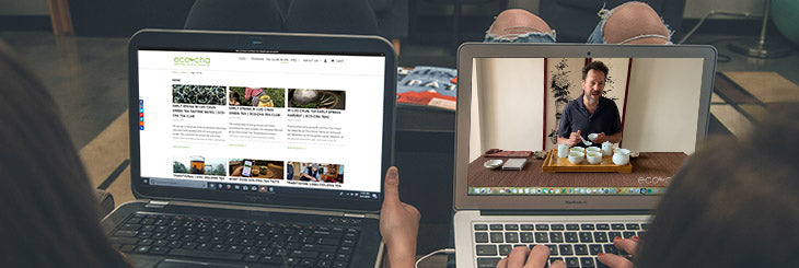 Folks watching Eco-Cha Tea videos and blog posts during COVID-19