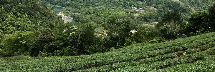 Wenshan Baozhong tea field