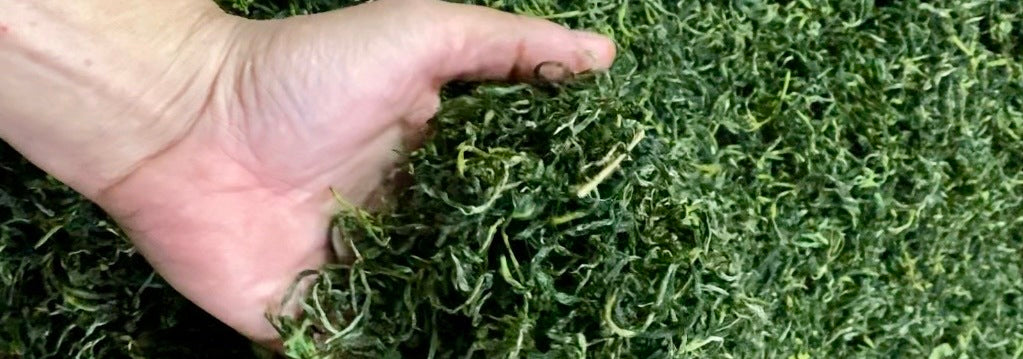 Early Spring Bi Luo Chun Green Tea 2024 | Eco-Cha Tea Club