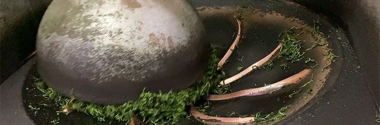 Bi Luo Chun Tea early spring harvest