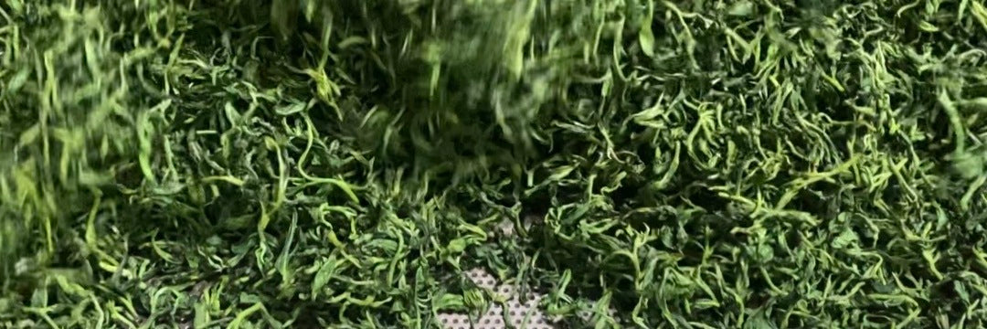 Early Spring Bi Luo Chun Green Tea 2023| Eco-Cha Tea Club