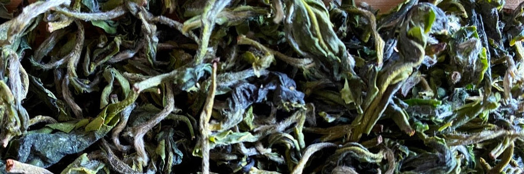 Batch 113 Early Spring Bi Luo Chun Green Tea Tasting Notes | Eco-Cha Tea Club