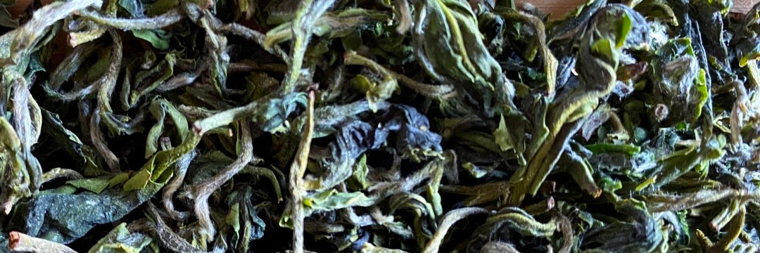 Batch 113 Early Spring Bi Luo Chun Green Tea Tasting Notes | Eco-Cha Tea Club