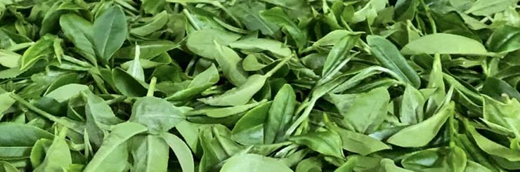 Biluo Chun Green Tea