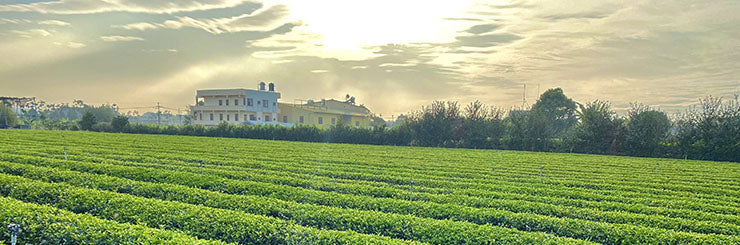 Eco-Cha Tea Club Batch 61 - Heavy Roast Wuyi Oolong tea farm