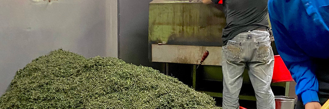 Early Spring Bi Luo Chun Green Tea