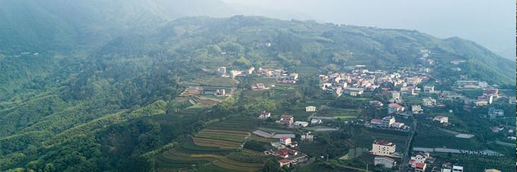 Traditional Hong Shui Oolong Tea | Eco-Cha Tea Club