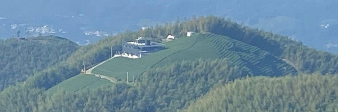 Source of batch 114 of the Eco-Cha Tea Club, a tea field in the Shan Lin Xi region of Taiwan.