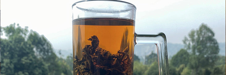 Traditional Lugu Oolong Tea Tasting Notes | Eco-Cha Tea Club