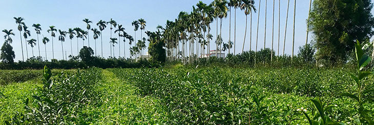 Eco-Farm tea farm in Taiwan