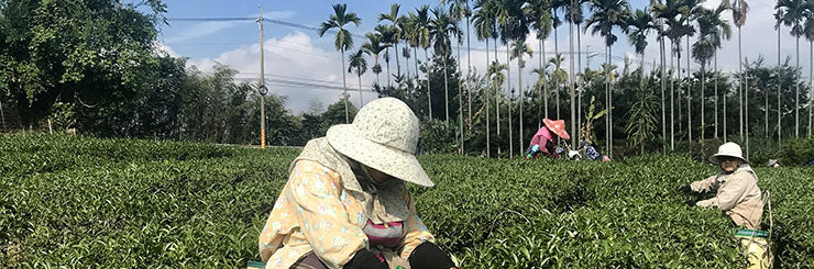 Grandma Chen maker of Traditional Hong Shui Oolong Tea