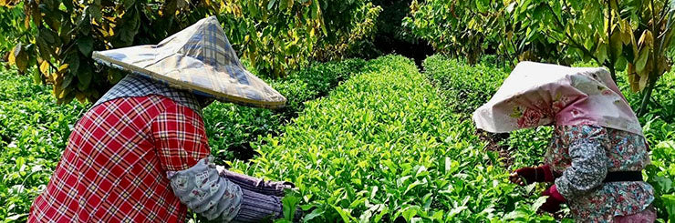 Hand picking Red Jade Tai Cha 18