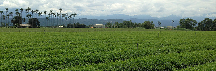 Taiwan Jin Xuan Oolong Tea farm