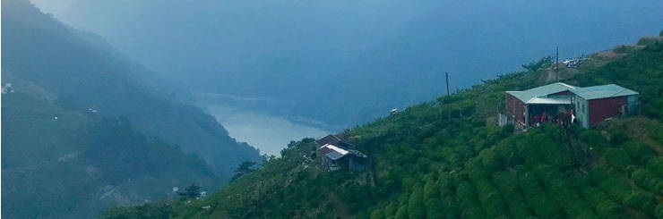 Li Shan High Mountain Oolong Tea field