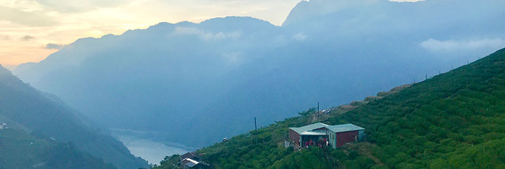 Li Shan High Mountain Oolong Tea Field