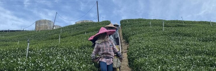 Li Shan High Mountain Oolong Tea | Eco-Cha Tea Club