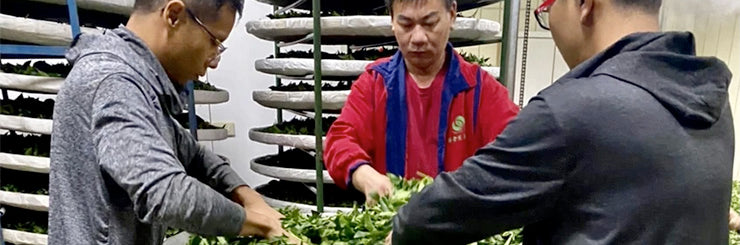 Li Shan High Mountain Oolong Tea processing