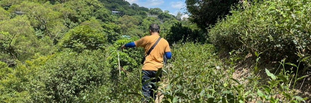 Organic Tea Farmer Taiwan
