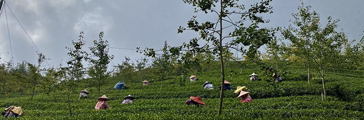 Shan Lin Xi High Mountain Oolong 2020 Winter Harvest